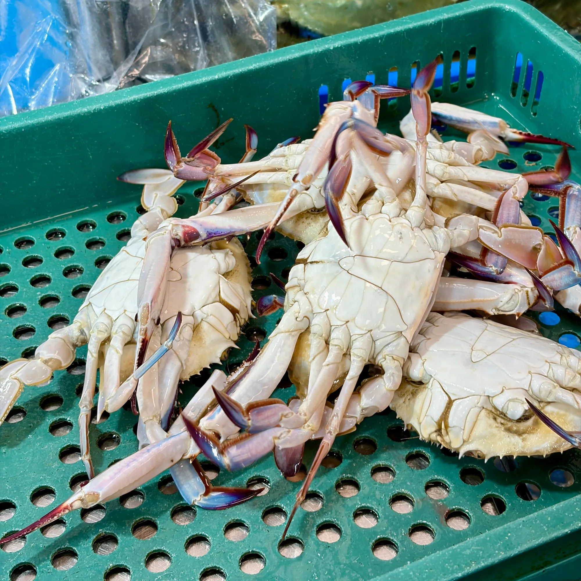 수꽃게